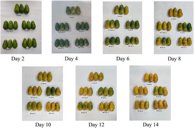 Effects of Ethanol Treatment on Storage Quality and Antioxidant System of Postharvest Papaya